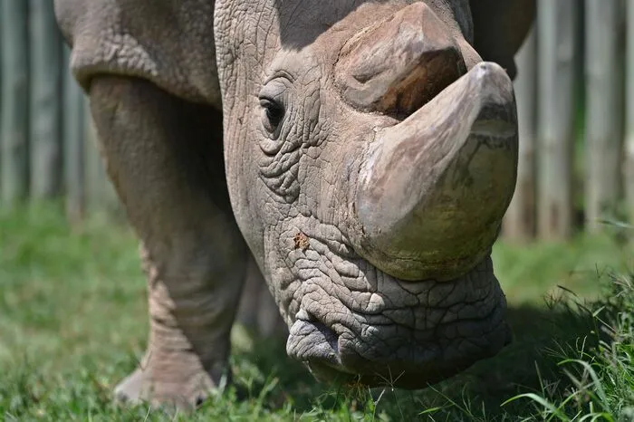 Mithilfe künstlicher Reproduktion versuchen Wissenschaftler, unter anderem am Berliner Leibniz-Institut für Zoo- und Wildtierforschung (IZW), den Fortbestand zu sichern. Eizellen der beiden Weibchen sollen mit vor längerer Zeit gewonnenen und eingelagerten Spermien verschmolzen werden.