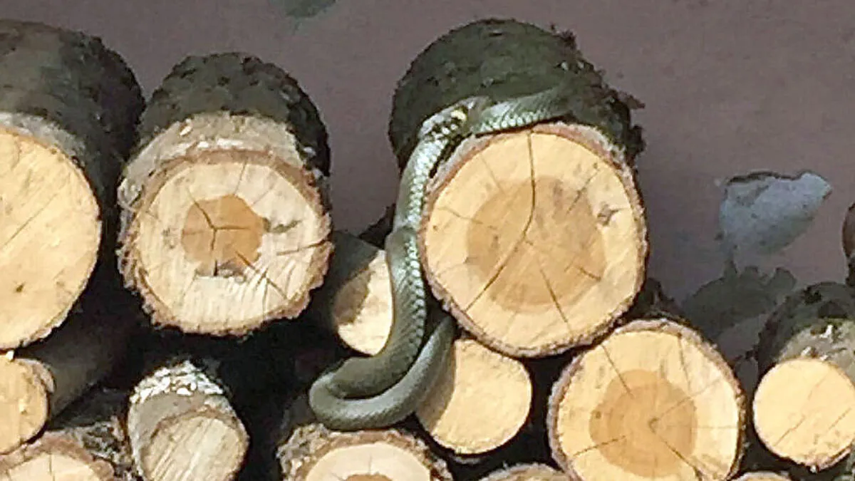Die rund eineinhalb Meter lange Ringelnatter lag auf dem Holzstoß