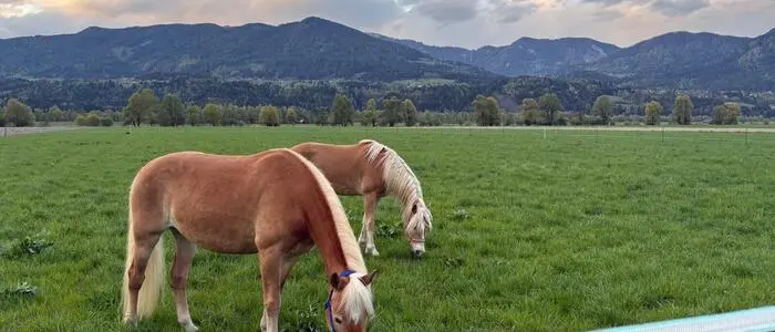 Zwei Pferde stehen auf einer Wiese, im Hintergrund erstrecken sich Berge