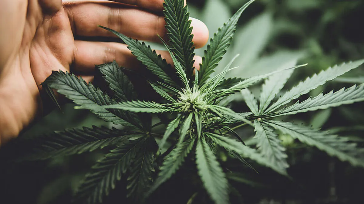 Der junge Mann verkaufte und konsumierte Cannabiskraut (Sujetbild)