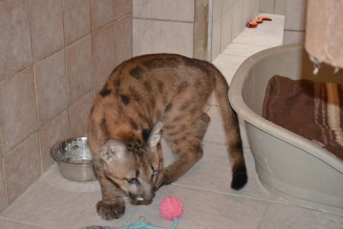 "Tikam" war nicht einmal gegen Tollwut geimpft und musste nun deshalb unter Quarantäne gestellt werden.