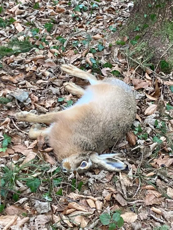 Der Feldhase in Deutschlandsberg ist an Brucellose verendet, von außen ist das jedoch nicht erkennbar