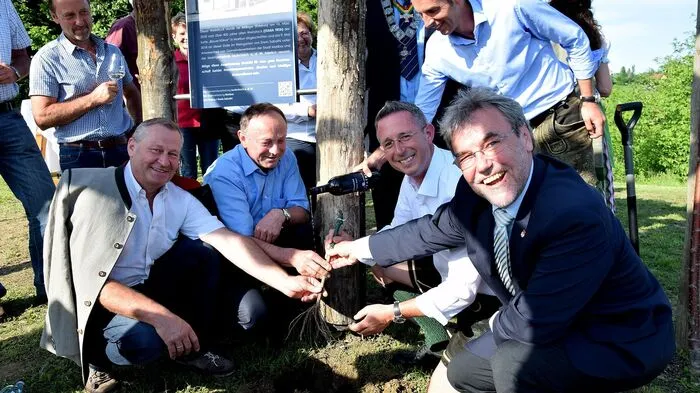 Ein ganz besonderes Geschenk erhielten dieser Tage der  bekannte Weinbauer Erwin Sabathi und die Marktgemeinde Leutschach. In Sabathis Weingarten in Leutschach wurde ein Trieb – ein sogenannter Edelreis – des angeblich ältesten Weinstockes der Welt in Marburg (Slo) eingepflanzt.
