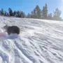 Der Bär rammte den Snowboardfahrer