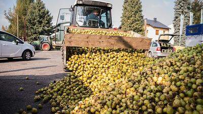 Landwirt Johann Griengl aus Forst bringt 700 Kilogramm Birnen  