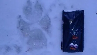 Der Pfotenabdruck des Tieres, neben einem Taschentuchpackerl als Größenvergleich