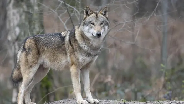 Ein Wolf steht auf einem Stein