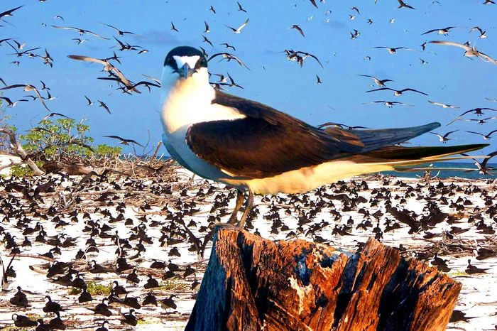 Bird Island: Vogelparadies und Ausflugsziel. Das Vogelparadies Bird Island befindet sich etwa 100 Kilometer nördlich von der Hauptinsel Mahé. Von dort aus ist die Insel mit dem Flugzeug in nur 30 Minuten erreichbar. Bird Island ist aufgrund der vielen Vogelarten und einer ganzjährigen Population von mindestens 20 verschiedenen Spezies ein Paradies für Ornithologen und Vogelliebhaber. Lohnenswert ist auch ein Tauchgang an der Südwestküste der Insel zu einem großen Korallenriff. Die Insel, welche in privatem Besitz ist, hat sich ganz der Nachhaltigkeit verschrieben. Ein behutsamer Umgang mit der Natur ist hier ebenso wichtig wie der Einsatz nachhaltiger Baumaterialien beim einzigen Hotel der Insel, der Bird Island Lodge. Das Personal der kleinen Lodge kennt die Naturgeheimnisse der Insel und deren Unterwasserwelt und organisiert geführte Touren oder Exkursionen ins Korallenriff. Ein weiteres Highlight ist das Inselrestaurant mit allerbester kreolischer Küche – eine Spezialität ist der im Bananenblatt gegrillte Fisch.