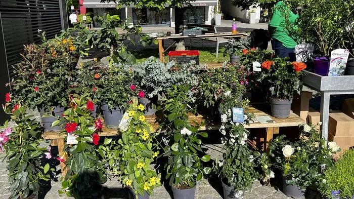 Ein Vielzahl Garten- und Pflanzenfreunde besuchten den samstägigen Markt und deckten sich mit Pflänzchen für den eigenen Garten ein. 