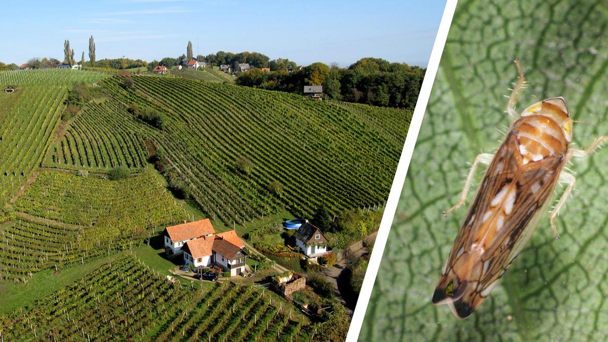 Die Rebzikade treibt vor allem in der Südsteiermark, der Südoststeiermark und um Bad Waltersdorf ihr Unwesen