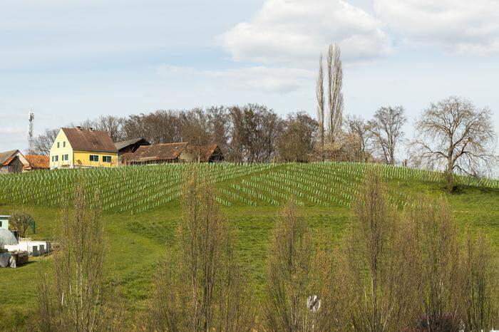 Hier entsteht der neue Weingarten von Josef Zotter