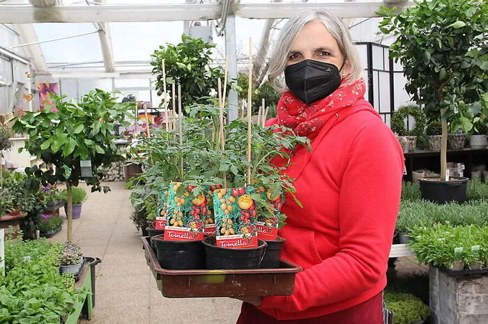 Angelika Schnuppe, Gärtnerei Schnuppe, Wolfsberg: "Die Tomatensorte Tomella vereint zwei Cocktailtomaten: Toni und Carmella. Ein paradiesisches Paradeispaar sozusagen. Es ist auch das Gemüse des Jahres 2021." Diese Tomatensorte liebt die Sonne und Wärme. Mit genügend Abstand in Gärtnergemüseerde setzen und regelmäßig mit Fruchtgemüsedünger düngen. Zweimal pro Woche ausgeizen und die Pflanze laufend auf zwei Stäben hochbinden. Paradeiser-Pflanzen immer von unten gießen.