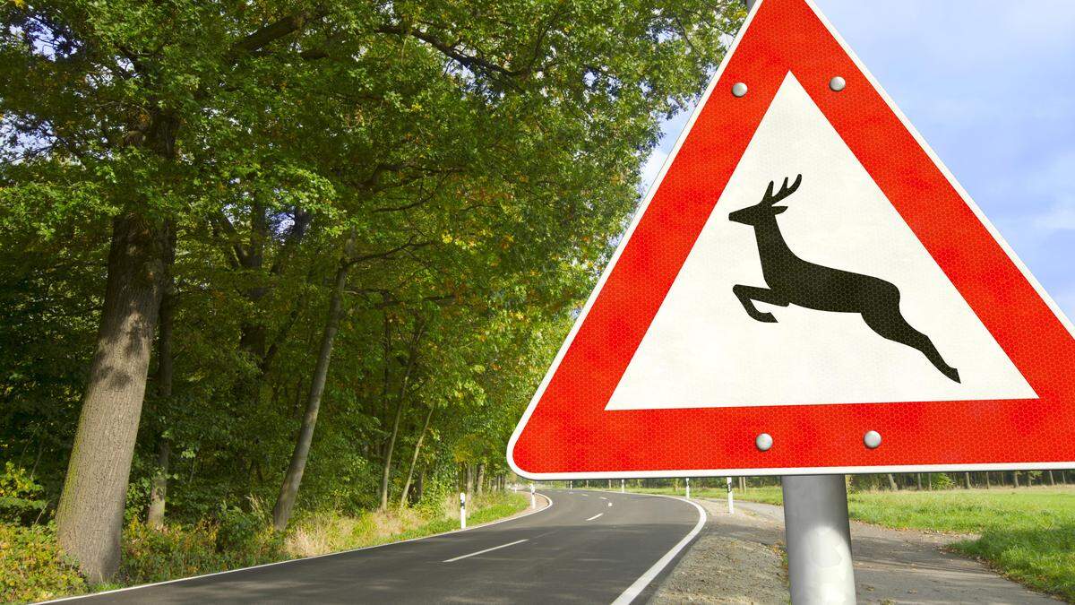 Immer wieder wird vor Wildwechsel gewarnt, trotzdem können manche Unfälle nicht vermieden werden