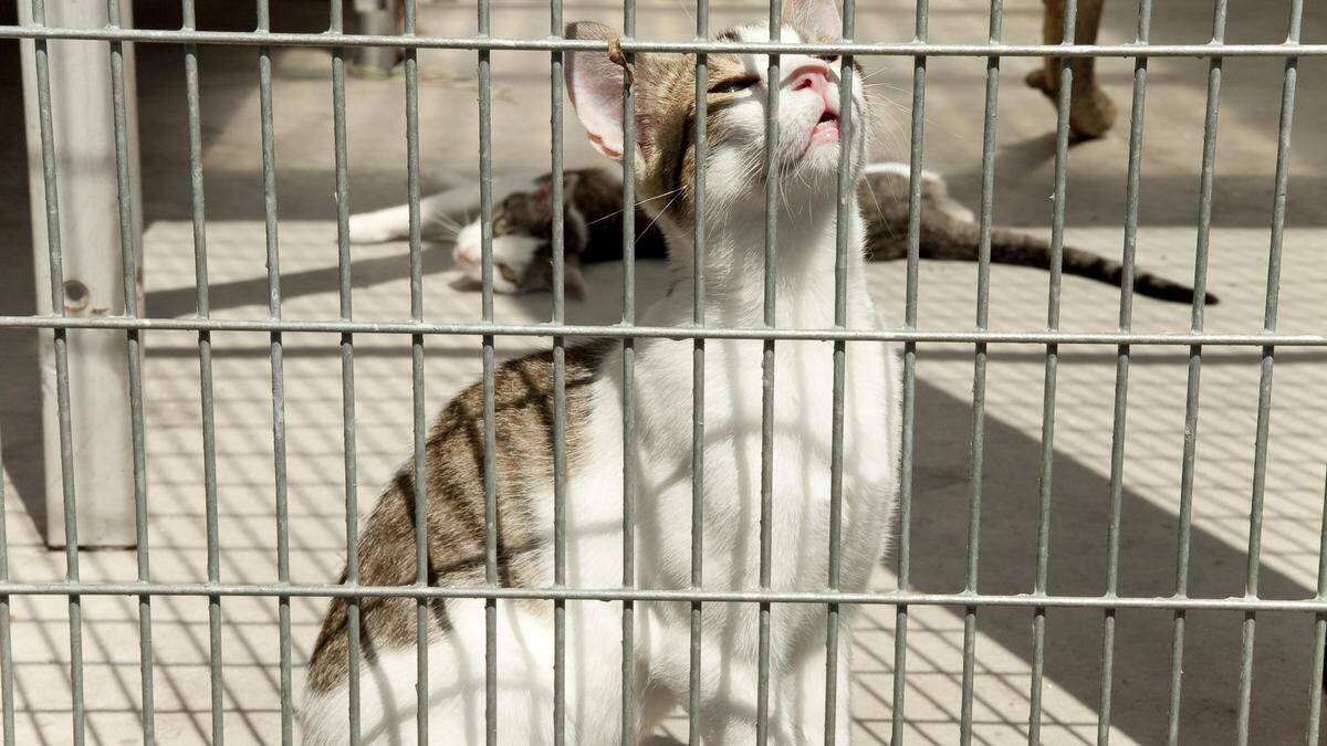 Süß und herzig und am Ende doch wieder hinter Gittern