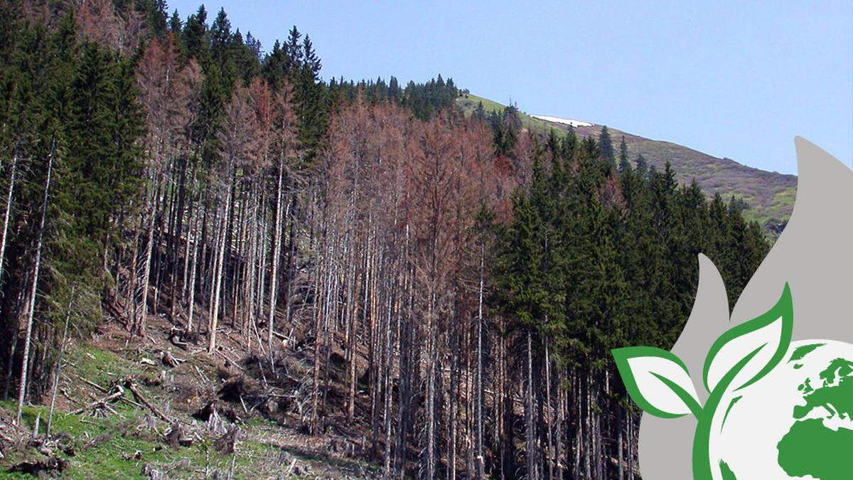 Das Werk der Borkenkäfer: Schädlinge und die zunehmende Trockenheit werden den Fichten künftig vielerorts noch viel stärker zusetzen als bislang