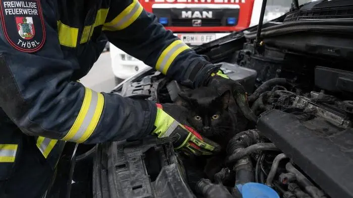 Feuerwehrmann greift nach schwarzer Katze im Motorraum eines Autos