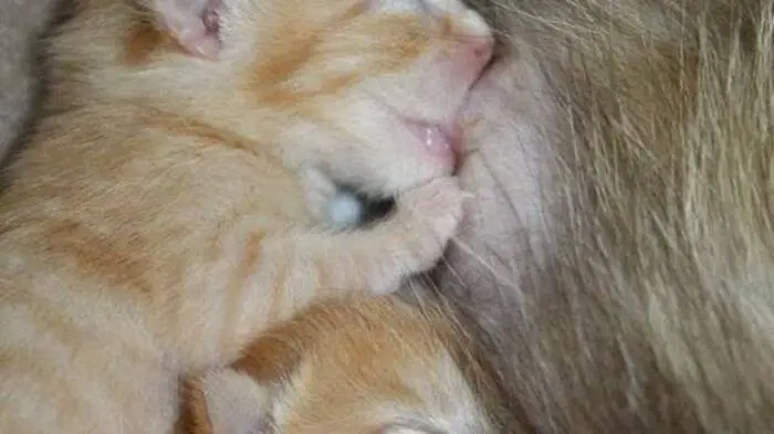 Das Jahr 2016 ist für den Tierschutz-Verein SOS Katze ein besonderes Jahr, da er heuer sein 5-jähriges Bestehen feiern. Im Jahr 2015 waren es 400 gerettete Katzen und Kätzchen, heuer wird die Zahl ähnlich hoch sein.