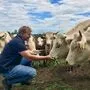 Rund 20 Ennstaler Bergschecken hält Norbert Hackl auf den Weideflächen des Biohofs Labonca