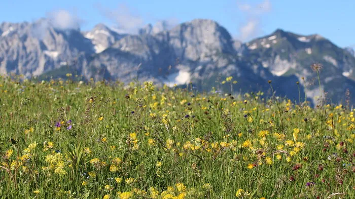 Am Eingang zum Lesachtal erstreckt sich das weitläufige Almgebiet bis hin zu den Lienzer Dolomiten. Es sind sanfte Hügel, überzogen von sattgrünen Matten, die die Mussen auszeichnen.
