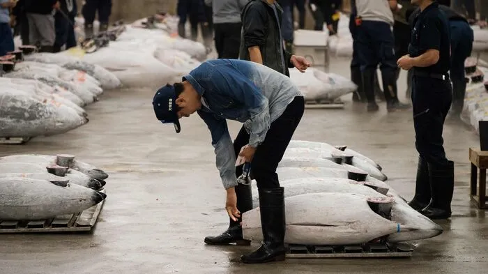 Rund 900 Unternehmen hatten ihr Geschäft vom bisherigen Markt in Tsukiji nach Toyosu verlegt. Der veraltete Tsukiji-Markt, der eines der beliebtesten Touristenziele in Tokio war, hatte den Betrieb am vergangenen Wochenende nach 83 Jahren eingestellt. Die alten Markthallen in Tsukiji sollen abgerissen werden und in Vorbereitung der Olympischen Spiele 2020 Platz schaffen für Parkplätze und Straßen.