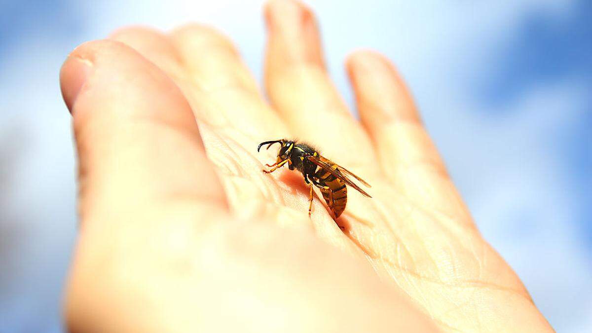 Allergischer Schock nach Wespenstich