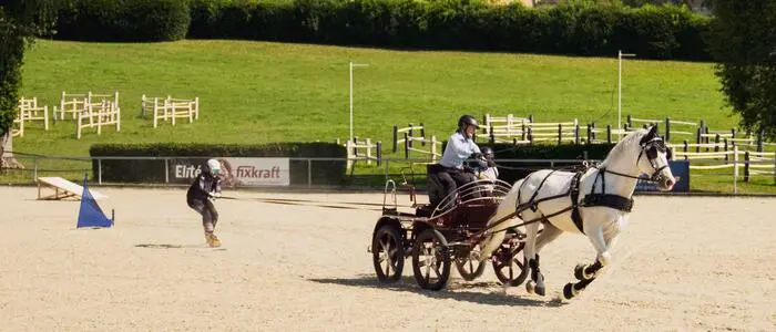 Slalom auf dem Sand: Lipizzanerhengst Pluto Wanda versetzte den Einspänner und den Athleten in ein beachtliches Tempo