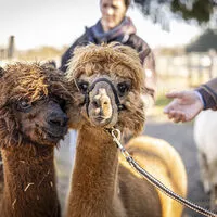 Alpakas sind nicht nur sehr freundliche Tiere, sie produzieren auch besten Dünger