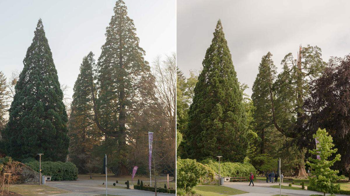Der Mammutbaum vor und nach dem Blitzschlag