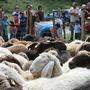 Vor allem die Schafbauern fürchten den Wolf in Osttirol 