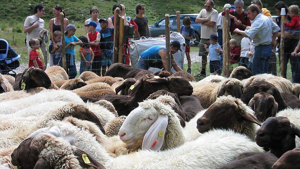 Vor allem die Schafbauern fürchten den Wolf in Osttirol 
