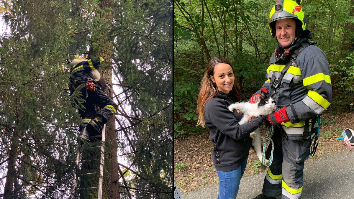 Die Katze konnte der Feuerwehr sicher vom Baum geholt werden