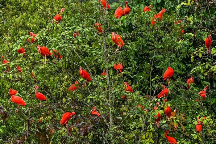 Dutzende Spezies, die zu sehen sind, werden auf der Roten Liste der Weltnaturschutzunion (IUCN) als vom Aussterben bedroht geführt.
