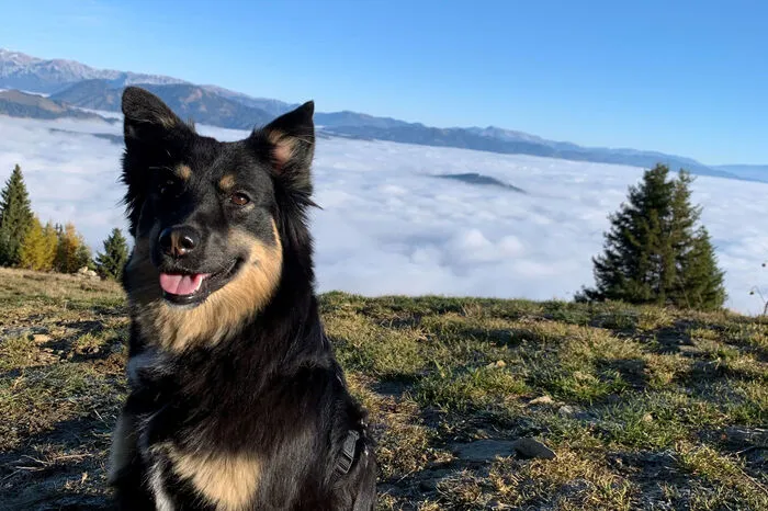 Laika eroberte die Mugel
