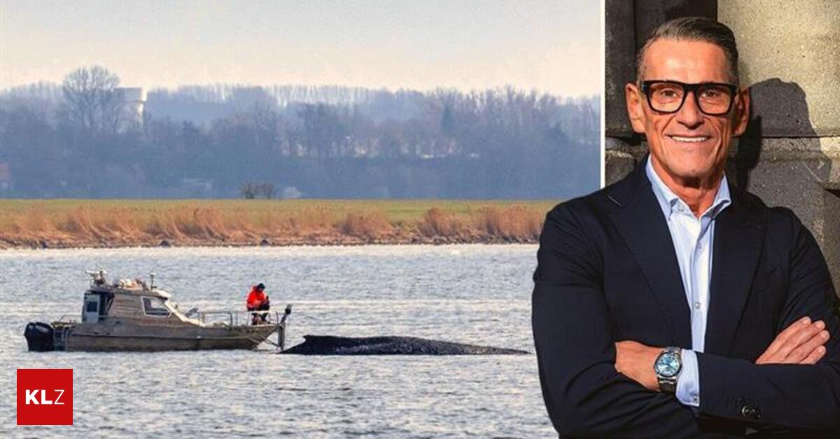 50-000-Euro-f-r-Wal-Timmy-Prominenter-Steirer-will-Rettung-erm-glichen