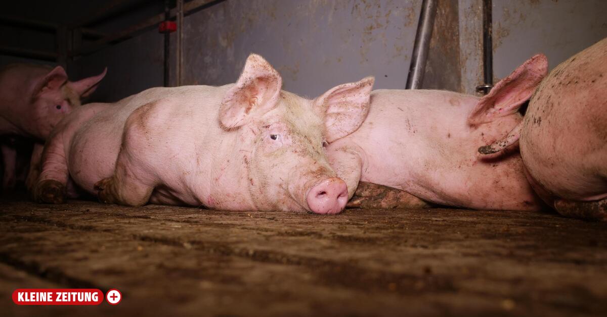 VGT criticizes Styrian pig farm for 
