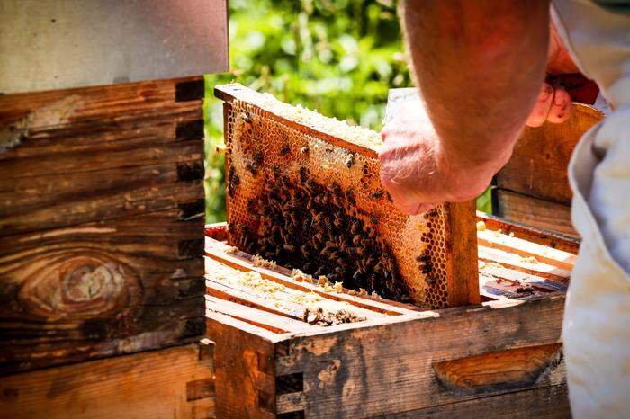 Während Honig im Allgemeinen meist nach Sorten angeboten wird, so geht Johannes Gruber seit einiger Zeit auch einen anderen, neuen Weg: Lagenhonig. Honig, der wie ein geschmackliches Abbild der Gegend funktionier