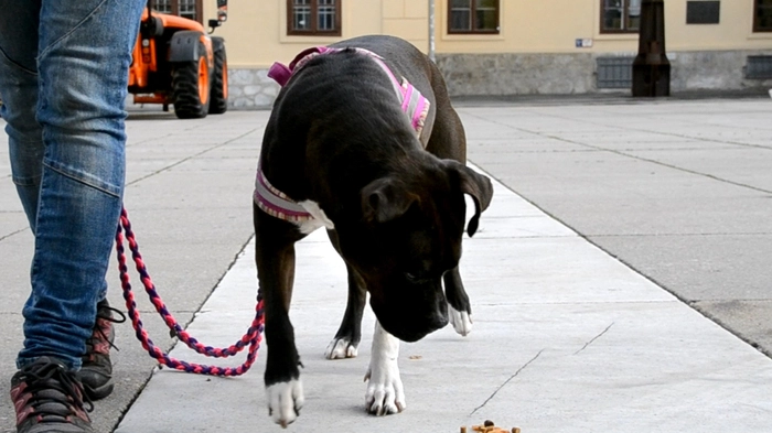 Beim Anti-Giftköder-Workshop beim Animal Training Center versucht man, dem Hund beizubringen, nicht einfach alles aufzufressen, was er am Boden findet.