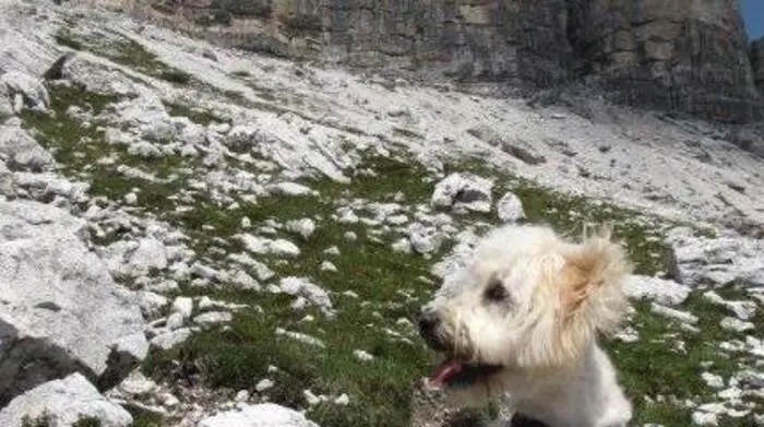 Hunde sind in der Steiermark beliebt! 71695 sind in der Heimtierdatenbank des Gesundheitsministeriums verzeichnet. Am beliebtesten sind Mischlingshunde wie Lucy (im Bild). 14323 Hundebesitzer bezeichnen ihren Hund als  Mischling (*nicht dabei sind Mischlingshunde, bei denen Besitzer den genauen "Mix" in der Datenbank angeführt haben). Alle Infos zur Internationalen Hundeausstellung gibt es hier!