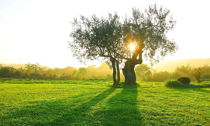 Entlang Istriens Olivenölstraße fließt das „grüne Gold“. Rund eine Million Olivenbäume speisen den Strom