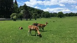 Heute startet die Saison im Tierpark Rosegg