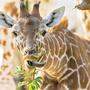 Anfang des Jahres hat es im Tiergarten schon eine Geburt bei den Giraffen gegeben. Jungtier &quot;Amari&quot; entwickle sich weiter sehr gut.