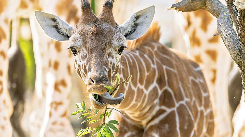 Anfang des Jahres hat es im Tiergarten schon eine Geburt bei den Giraffen gegeben. Jungtier &quot;Amari&quot; entwickle sich weiter sehr gut.