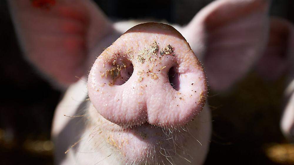 400 Schweine sollen im neu gebauten Stall untergebracht werden – Anrainern stinkt das zum Himmel
