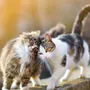 Landwirte können ihre Katzen nun kostengünstig kastrieren lassen