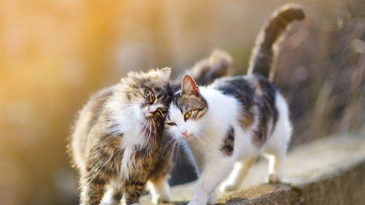 Landwirte können ihre Katzen nun kostengünstig kastrieren lassen