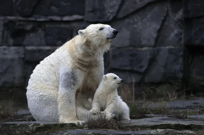 Bislang war das noch namenlose Bärchen in der Wurfhöhle geblieben. Ab Samstag können auch Besucher den Eisbärennachwuchs im Tierpark anschauen.