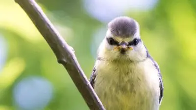 Meisen besingen im Frühjahr den Sonnenaufgang, halten aber ab Juli den Schnabel