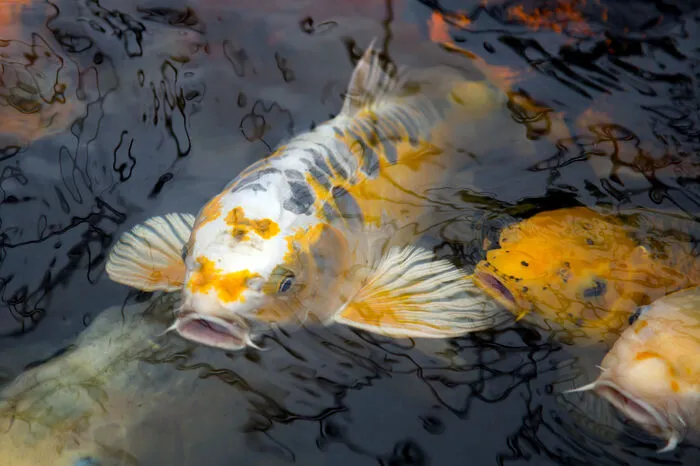 Vom Thai-Dorf über dem Seerosenteich: Hunderte Koikarpfen bewegen sich im Wasser. Jeder Koi hat eine andere Farbe und Schattierung. 