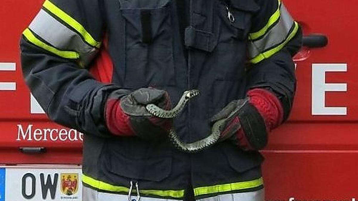 Die Feuerwehrmänner fingen die Schlange ein 