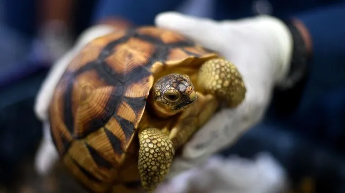 Rund 330 seltene Schildkröten wurden im Frachtraum einer Maschine der Fluggesellschaft Etihad entdeckt, wie der Zoll mitteilte. Auf den Kisten, in denen sie versteckt waren, stand nach einem Medienbericht vom Montag nur "Steine".    